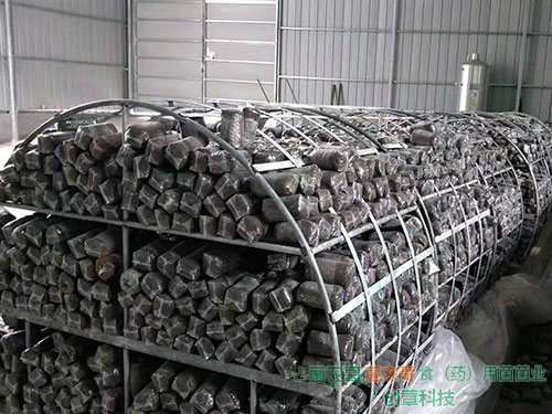 茯苓菌種 茯苓菌種